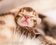 Bengal Kitten braun